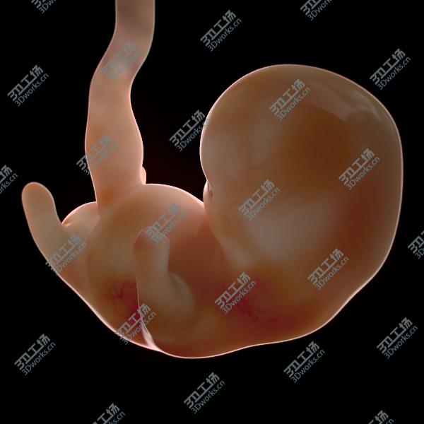 images/goods_img/202105073/Human Fetus and Embryo Development/4.jpg